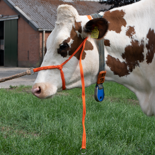 Halster Kalf verstelbaar breed oranje Koe groot