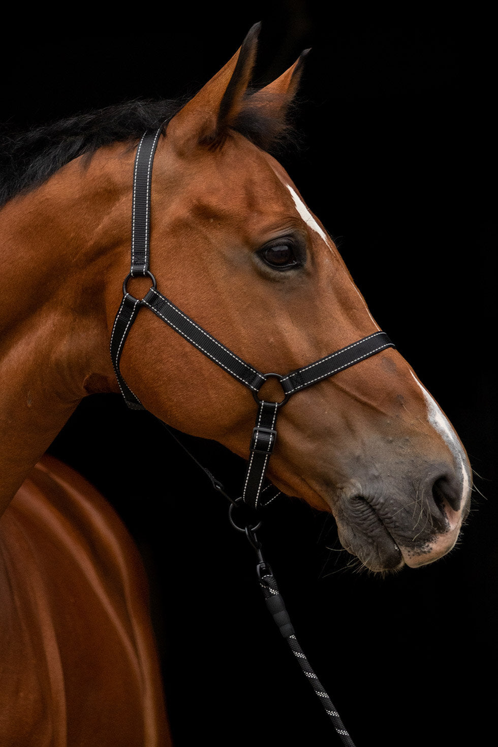 Excellent Premium Halster Zwart XS