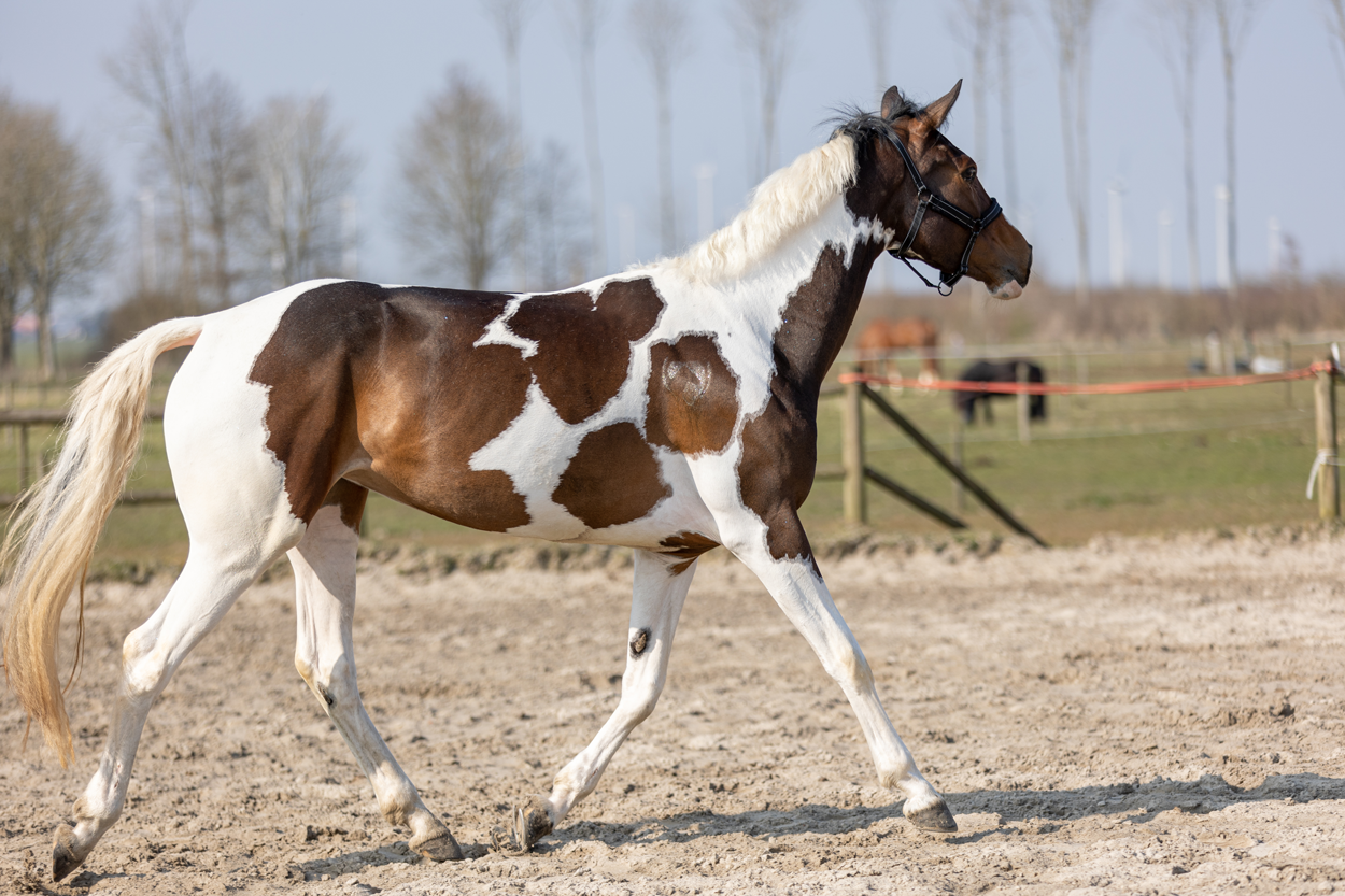 Excellent Horse Hi Gloss Glitter Spray Orange 250 ml