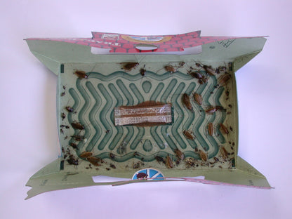 HoyHoy Trap-A-Roach 5-Pack