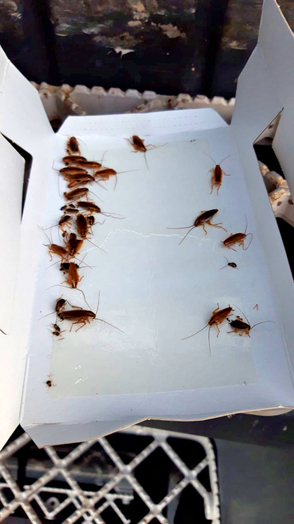 Knock Pest Insectenval Klein