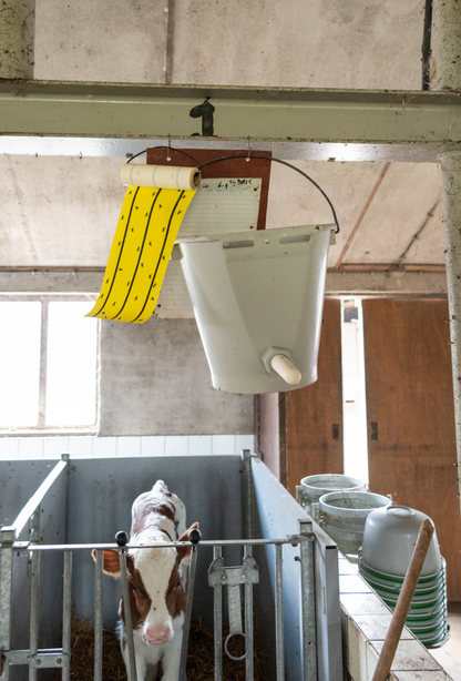 Knock Pest Vliegenkleefrol Geel 5 m