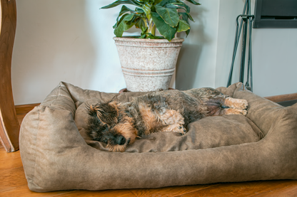 Let's Sleep Sweet Dreams Hondenmand Met Kussen L Taupe