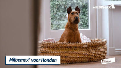 Milbemax Kauwtabletten Hond Klein Chewy <5kg 4 tabl.