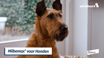 Milbemax Tabletten Hond Groot 5-75kg 2 tabl.