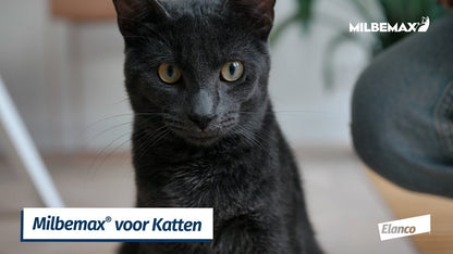 Milbemax Tabletten Kitten/Kat Klein R 0,5-2kg 2 tabl.