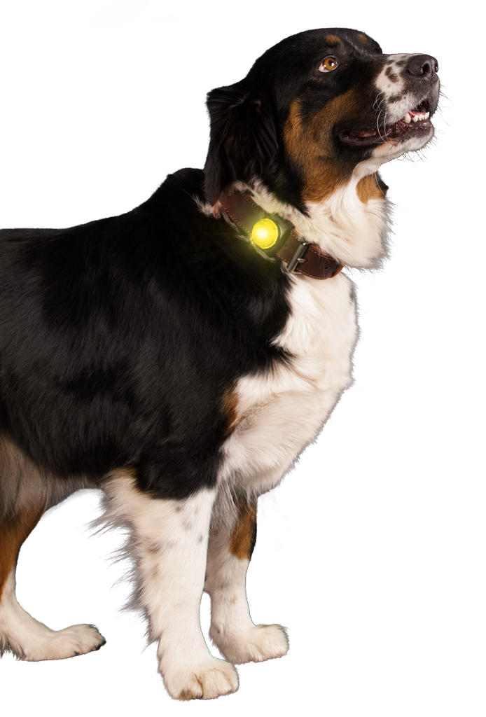 Nightwalk Safety Light Geel