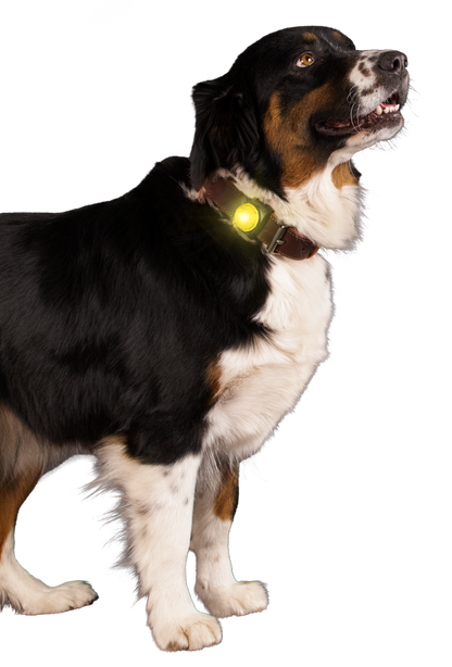 Nightwalk Safety Light Geel
