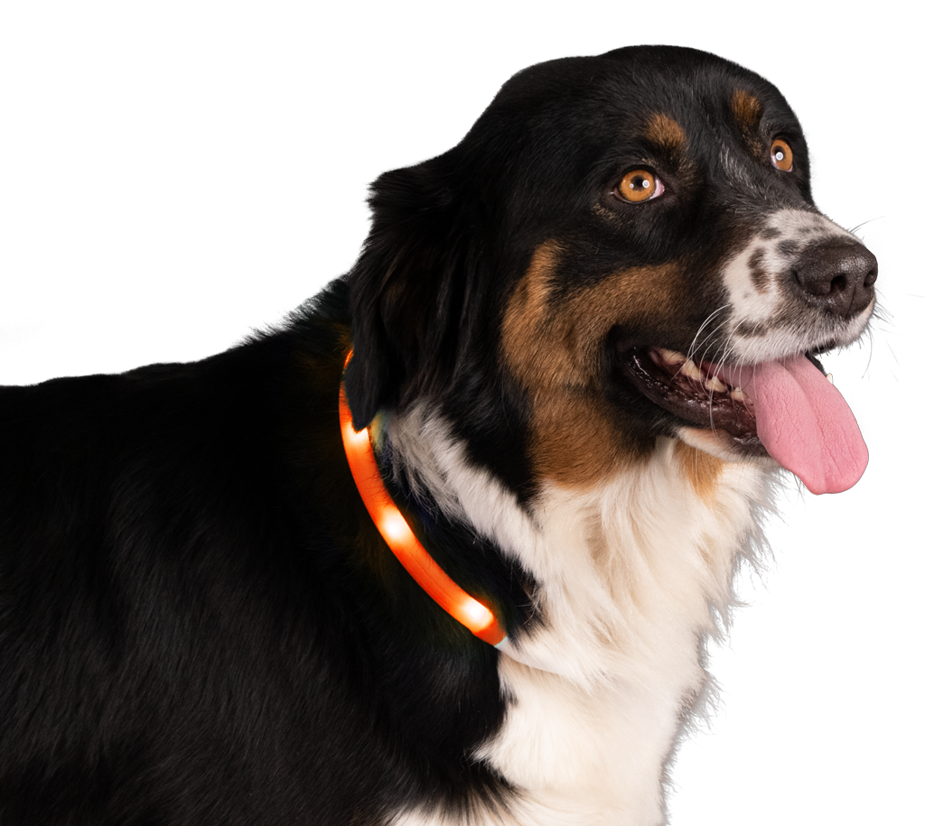 Nightwalk Safety Collar Oranje