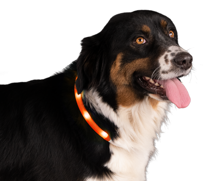 Nightwalk Safety Collar Oranje