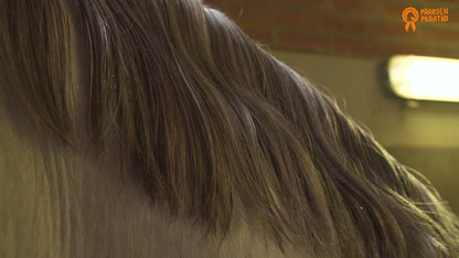 Paardenpraat TV Glitter Glamour Spray Goud