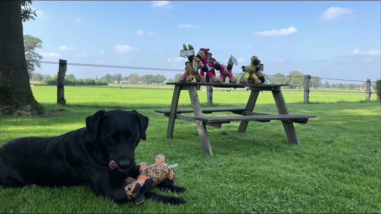 Retrodog Donkey Geel M