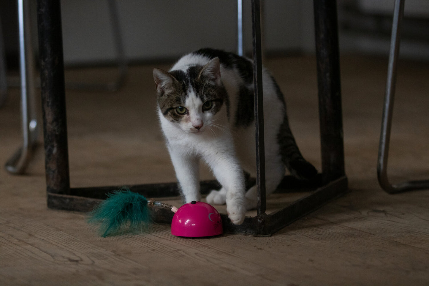 Robocat Muis Roze