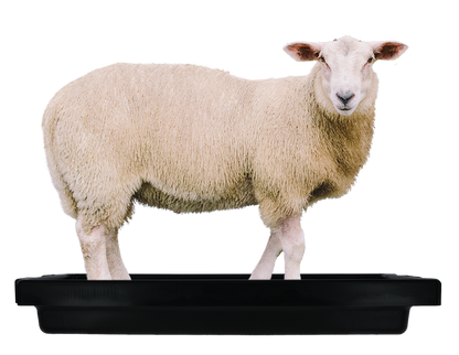 Voetbad Schaap Mini 120x40x18 cm