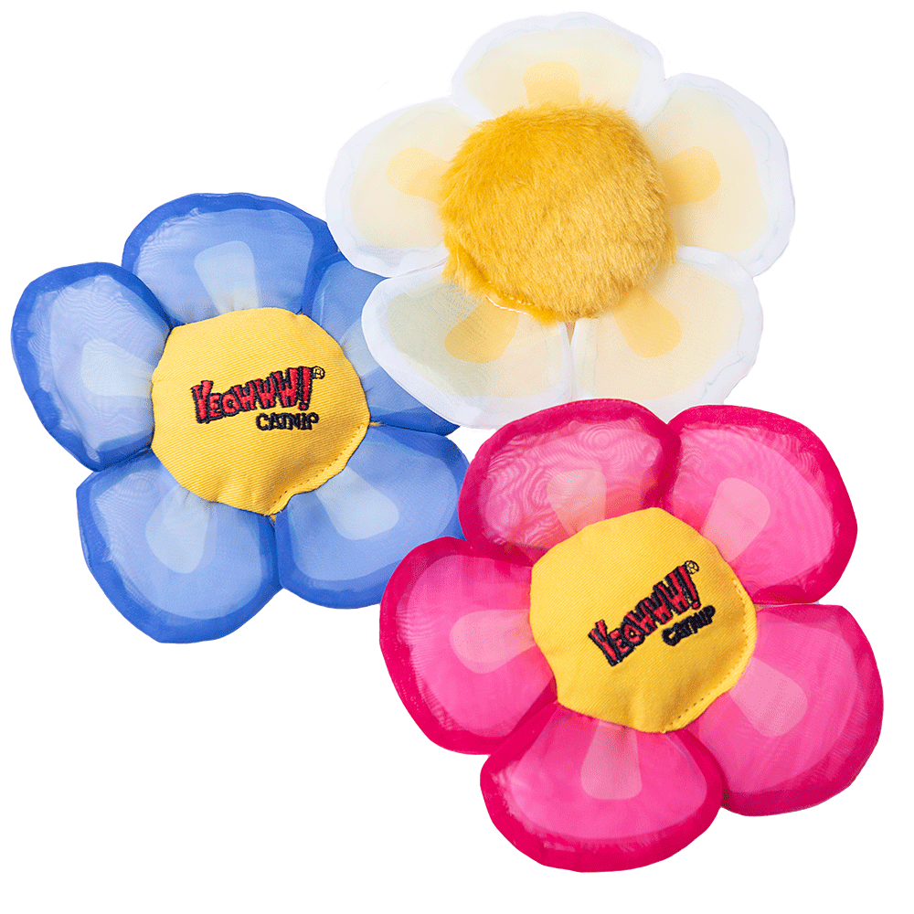 Yeowww! Display Strip Daisy's Flower Top 12 st.