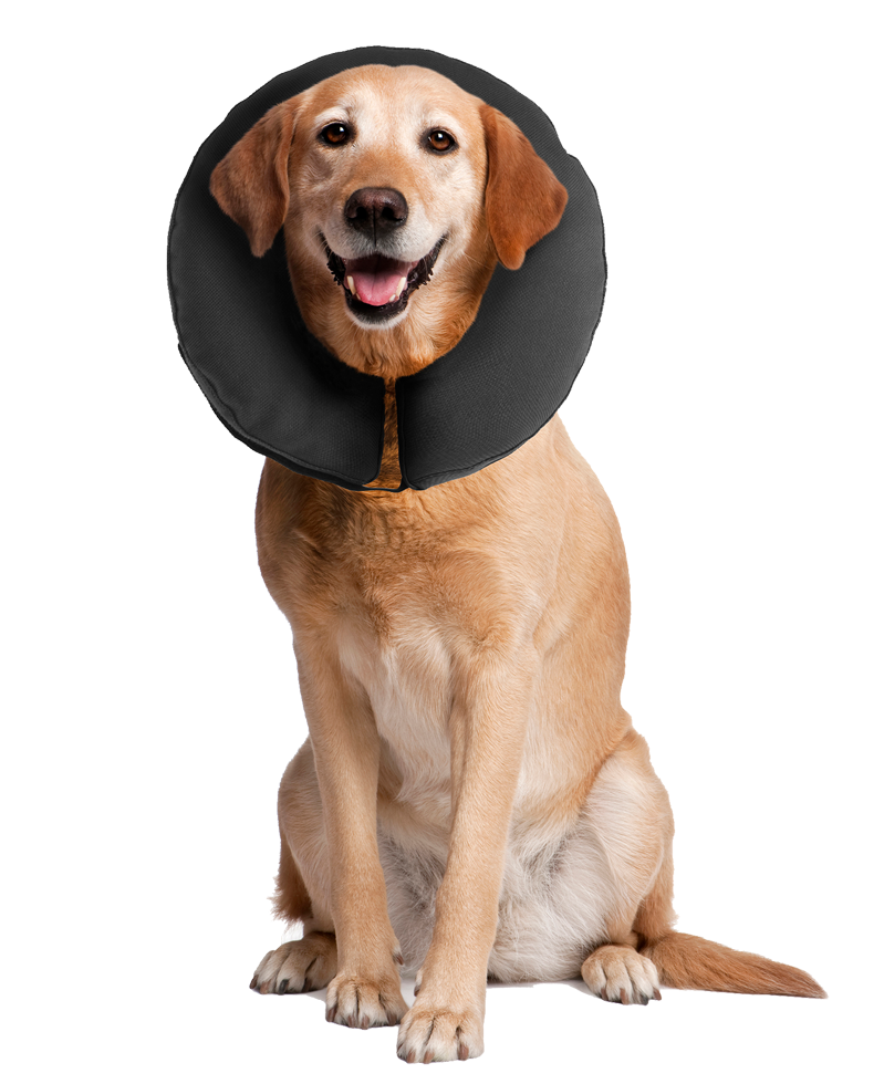Zenpet ProCollar XL
