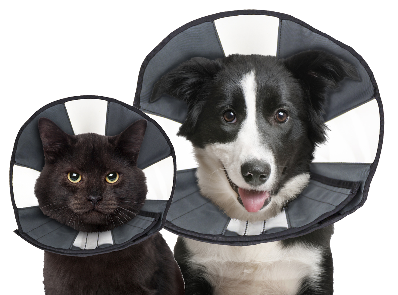 Zenpet Procone S