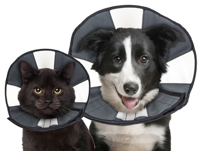 Zenpet Procone M