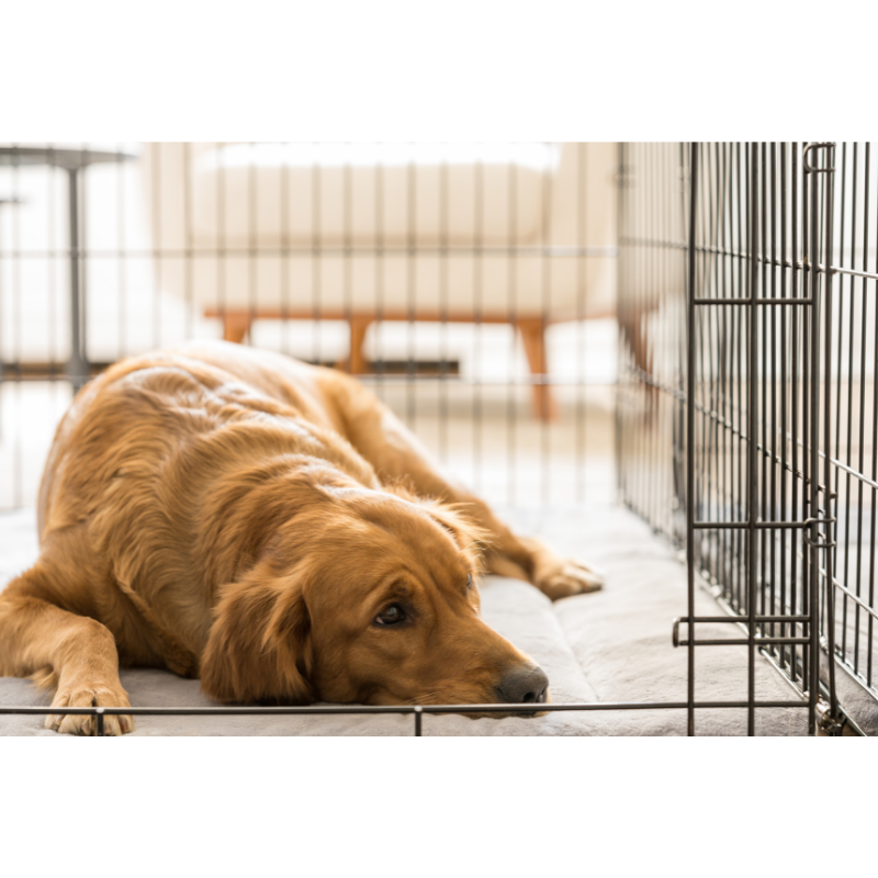 Topmast Bench Zwart - Met PVC Lade | 61 x 42 x 49 CM - Kleine honden tot ca. 12 kilo