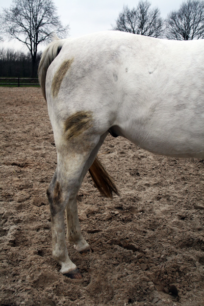 Excellent Horse Hi Gloss Clean Spray 500 ml