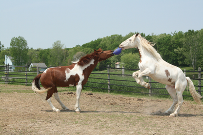 Jolly Ball 20cm rood Paard en Hond