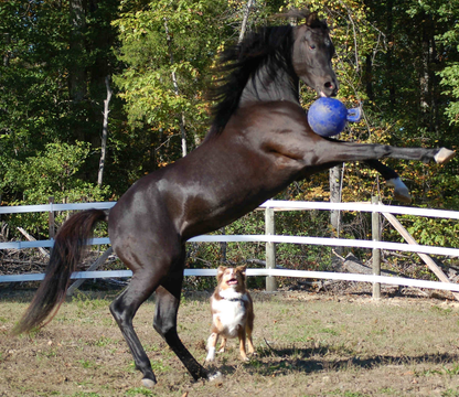 Jolly Ball 20cm rood Paard en Hond