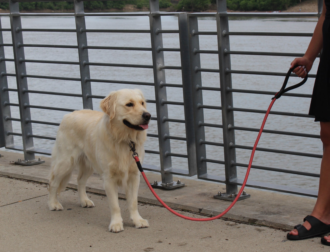 KONG Rope slip leash One Size Black