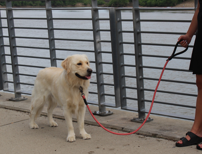 KONG Rope slip leash One Size Black